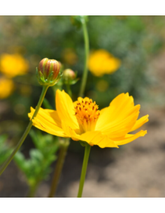 Yellow Cosmos 10 Stem Bunch - Fresh Wholesale Flowers