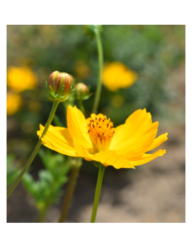 Yellow Cosmos 10 Stem Bunch - Fresh Wholesale Flowers