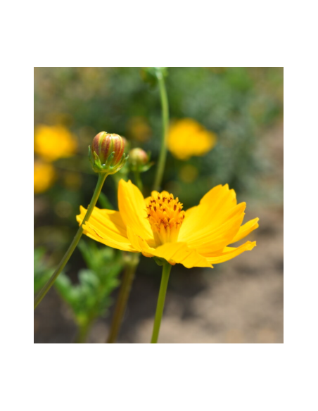 Yellow Cosmos 10 Stem Bunch - Fresh Wholesale Flowers