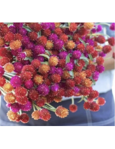 Fresh Assorted Gomphrena (Grower's Bunch) | Wholesale Fillers 2