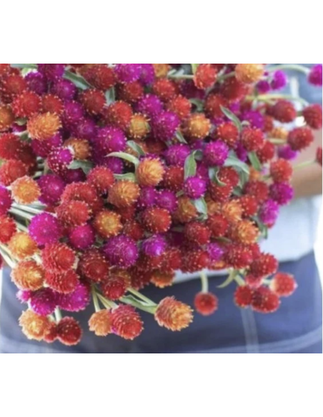 Fresh Assorted Gomphrena (Grower's Bunch) | Wholesale Fillers