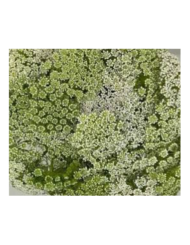 Green Mist 3-5 Stem Bunch - Fresh Wholesale Ammi Visnaga