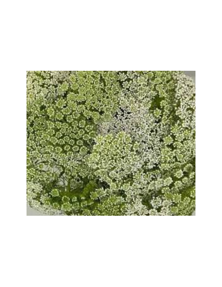 Green Mist 3-5 Stem Bunch - Fresh Wholesale Ammi Visnaga