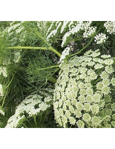 Green Mist 3-5 Stem Bunch - Fresh Wholesale Ammi Visnaga 2