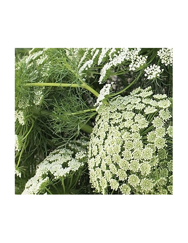 Green Mist 3-5 Stem Bunch - Fresh Wholesale Ammi Visnaga