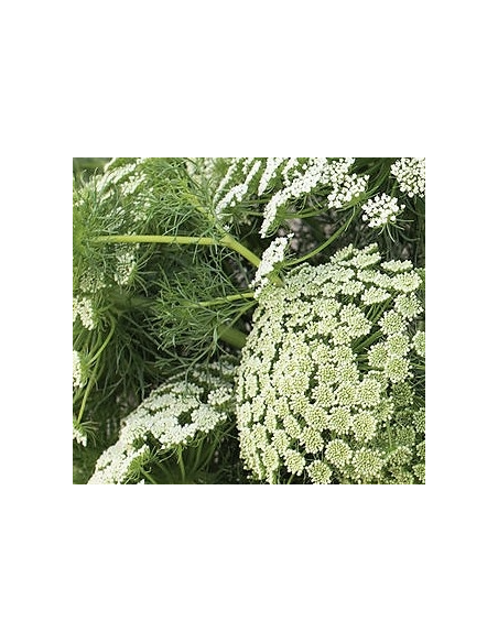 Green Mist 3-5 Stem Bunch - Fresh Wholesale Ammi Visnaga