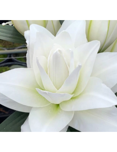 White Roselily 10 Stem Bunch - Wholesale Double Oriental Lilies
