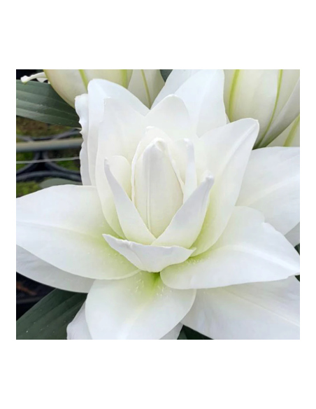 White Roselily 10 Stem Bunch - Wholesale Double Oriental Lilies