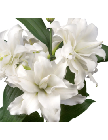 White Roselily 10 Stem Bunch - Wholesale Double Oriental Lilies