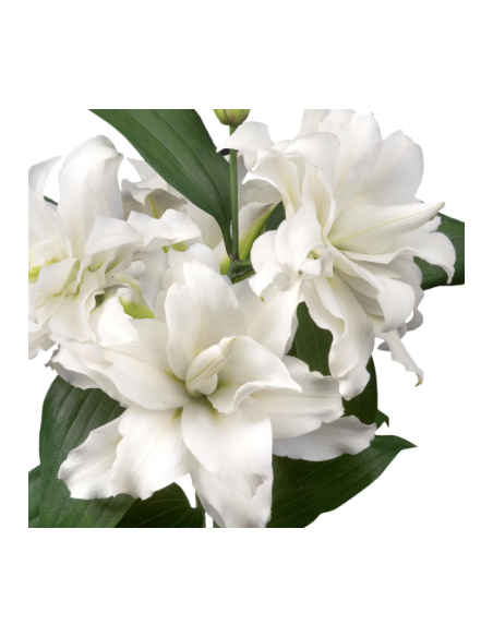 White Roselily 10 Stem Bunch - Wholesale Double Oriental Lilies
