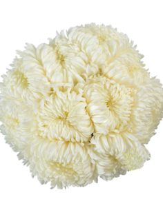 White Football Mums 10 Stems - Wholesale Disbud Chrysanthemums