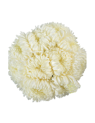 White Football Mums 10 Stems - Wholesale Disbud Chrysanthemums