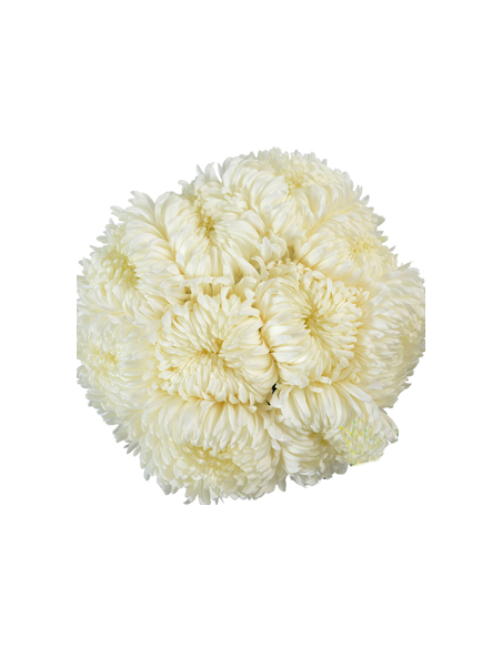White Football Mums 10 Stems - Wholesale Disbud Chrysanthemums