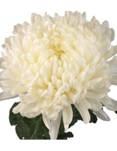 White Football Mums 10 Stems - Wholesale Disbud Chrysanthemums 2