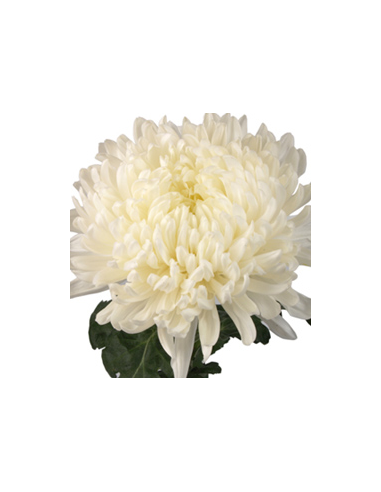 White Football Mums 10 Stems - Wholesale Disbud Chrysanthemums