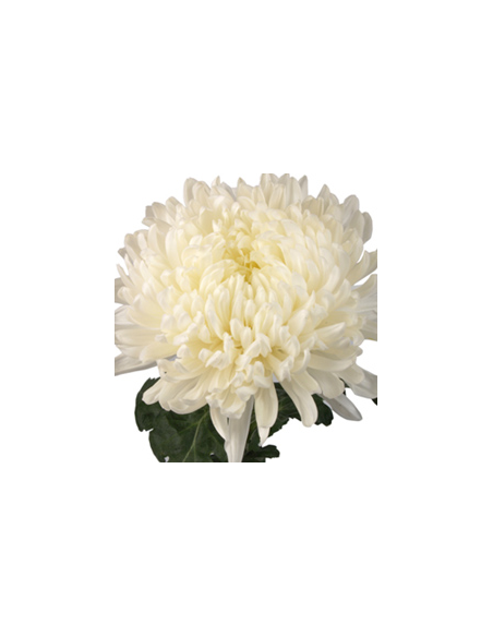 White Football Mums 10 Stems - Wholesale Disbud Chrysanthemums