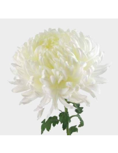 White Football Mums 10 Stems - Wholesale Disbud Chrysanthemums