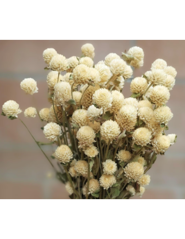 White & Orange Gomphrena 10 Stem Bunch - Wholesale Globe Amaranth