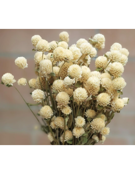 White & Orange Gomphrena 10 Stem Bunch - Wholesale Globe Amaranth