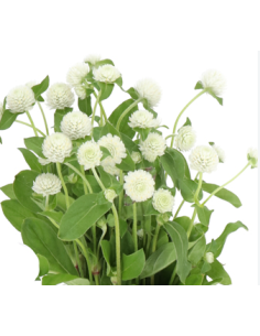 White & Orange Gomphrena 10 Stem Bunch - Wholesale Globe Amaranth 2