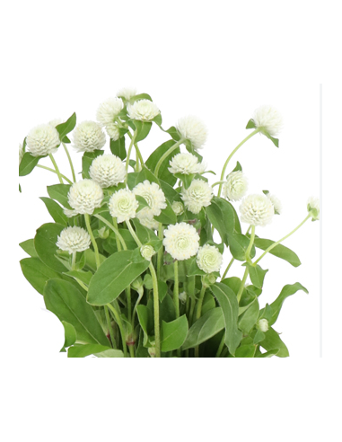 White & Orange Gomphrena 10 Stem Bunch - Wholesale Globe Amaranth