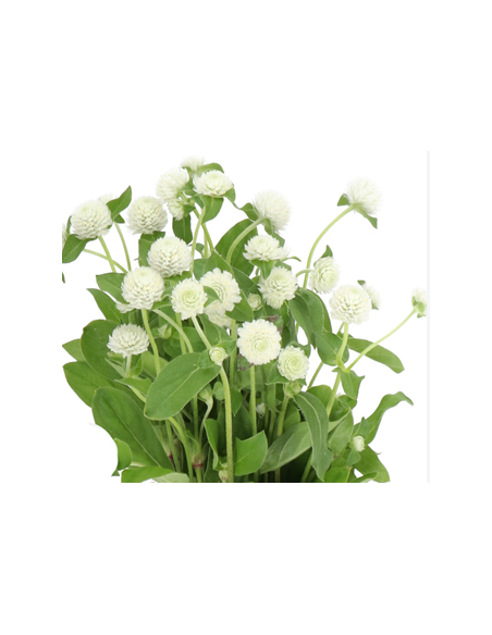 White & Orange Gomphrena 10 Stem Bunch - Wholesale Globe Amaranth