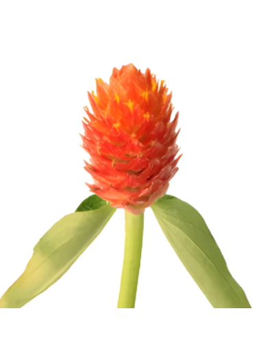White & Orange Gomphrena 10 Stem Bunch - Wholesale Globe Amaranth