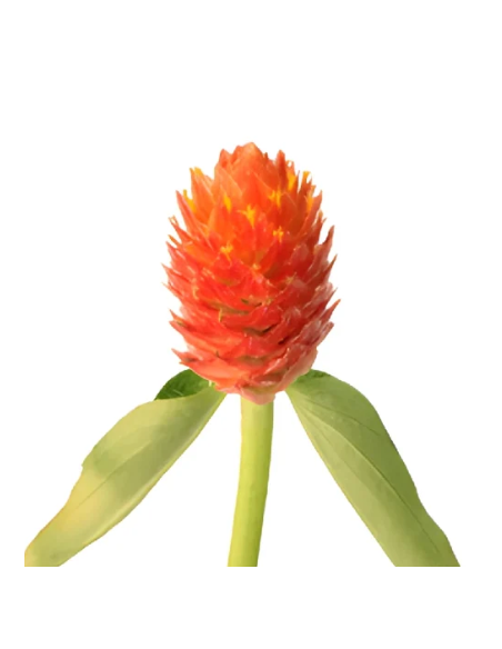 White & Orange Gomphrena 10 Stem Bunch - Wholesale Globe Amaranth