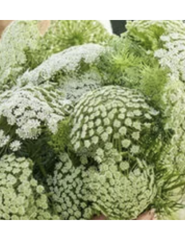 Fresh Green Mist Stems (Grower's Bunch) | Wholesale Filler Flowers