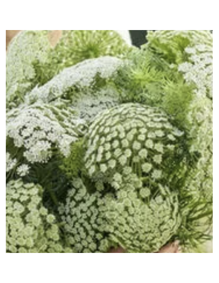 Fresh Green Mist Stems (Grower's Bunch) | Wholesale Filler Flowers