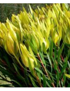 Green Candles Leucadendron 10 Stems - Wholesale Woody Greens