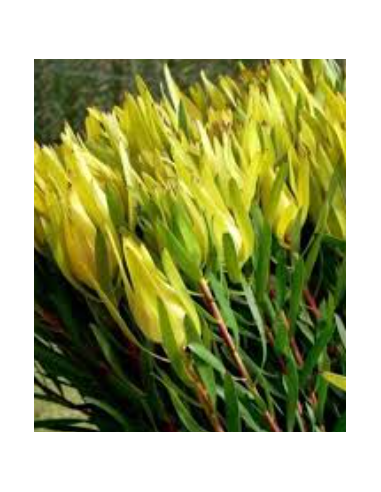 Green Candles Leucadendron 10 Stems - Wholesale Woody Greens