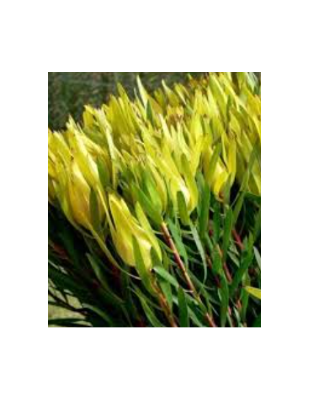 Green Candles Leucadendron 10 Stems - Wholesale Woody Greens