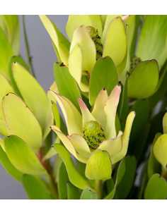 Green Candles Leucadendron 10 Stems - Wholesale Woody Greens 2