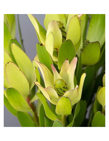 Green Candles Leucadendron 10 Stems - Wholesale Woody Greens