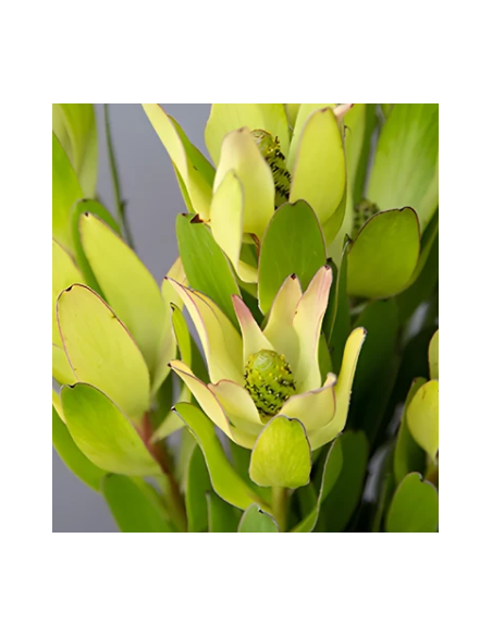 Green Candles Leucadendron 10 Stems - Wholesale Woody Greens