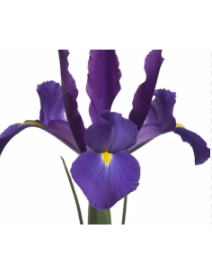 Telestar Iris 10 Stem Bunch - Wholesale Royal Blue Dutch Iris