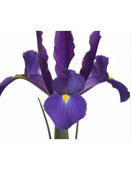 Telestar Iris 10 Stem Bunch - Wholesale Royal Blue Dutch Iris
