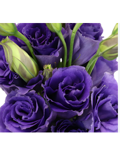 Purple Lisianthus 7 Stem Bunch - Wholesale Deep Violet Eustoma