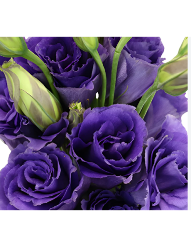 Purple Lisianthus 7 Stem Bunch - Wholesale Deep Violet Eustoma