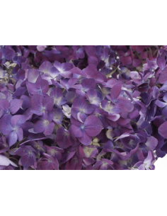 Large Purple Hydrangeas - Fresh Wholesale Single Stems