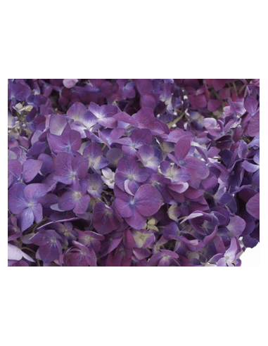 Large Purple Hydrangeas - Fresh Wholesale Single Stems