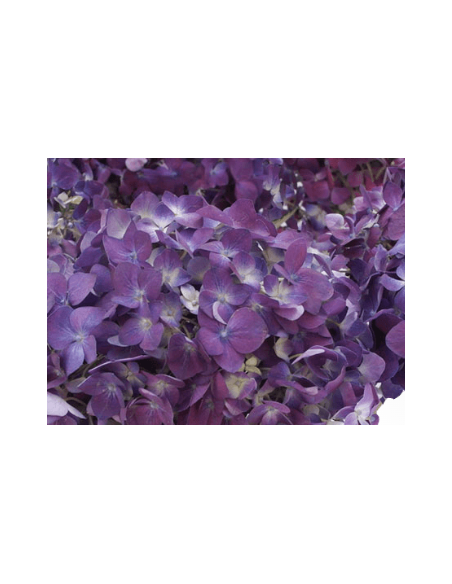 Large Purple Hydrangeas - Fresh Wholesale Single Stems
