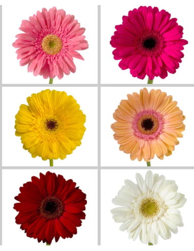Large Gerbera Daisies 10 Stems - Wholesale Fresh Cut Flowers