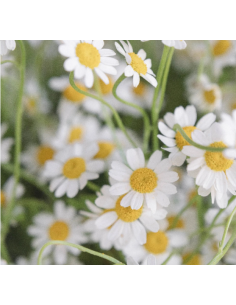 Double White Daisy Feverfew Growers Bunch - Wholesale Flowers