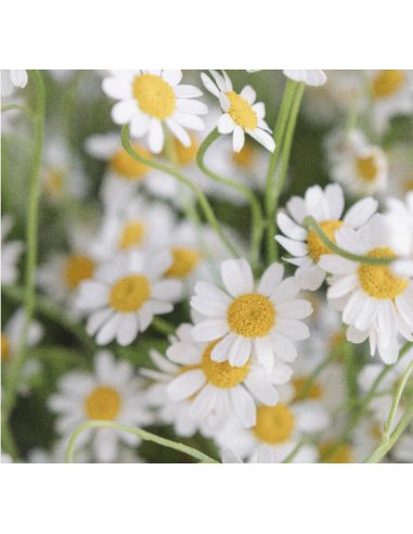 Double White Daisy Feverfew Growers Bunch - Wholesale Flowers