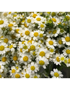 Double White Daisy Feverfew Growers Bunch - Wholesale Flowers 2