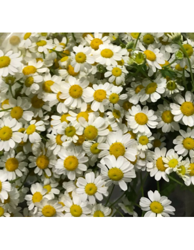 Double White Daisy Feverfew Growers Bunch - Wholesale Flowers