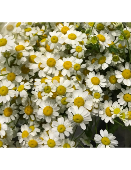 Double White Daisy Feverfew Growers Bunch - Wholesale Flowers