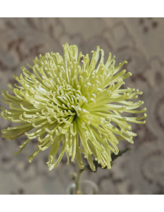 Green Spider Mums 10 Stems - Wholesale Fuji Chrysanthemums